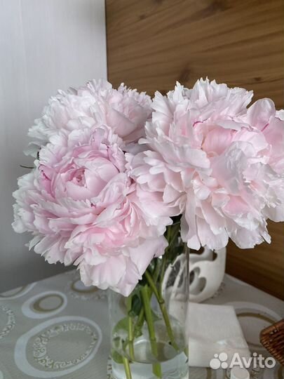 Пионы цветы срез