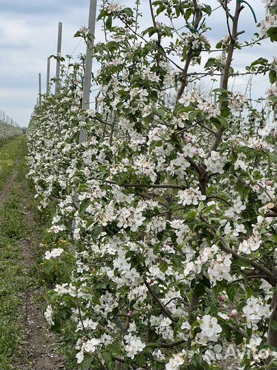 Продам готовый бизнес сад