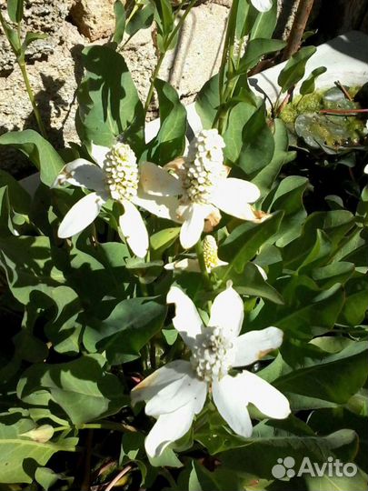 Растения для водоема и прибрежная зона