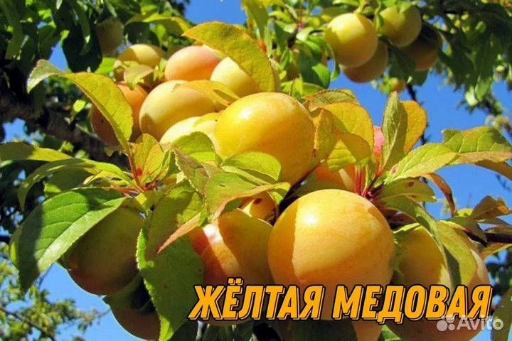 Саженцы сливы и алычи