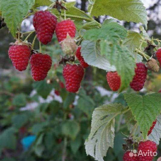 Саженцы малины Маравилла