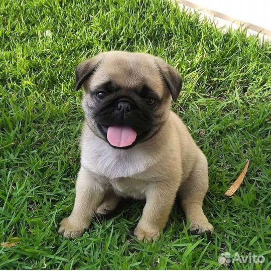 Передержка