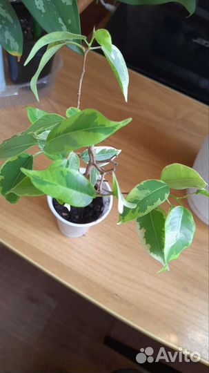 Комнатные растения