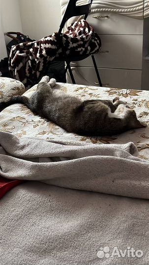 Ласковая кошечка