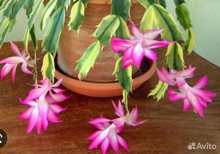 Сортовые декабристы, шлюмбергера