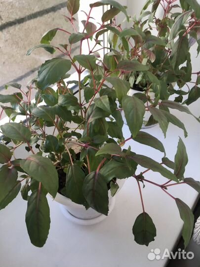 Герань, фуксия