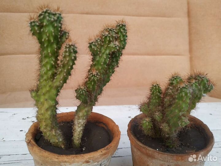 Кактус скала