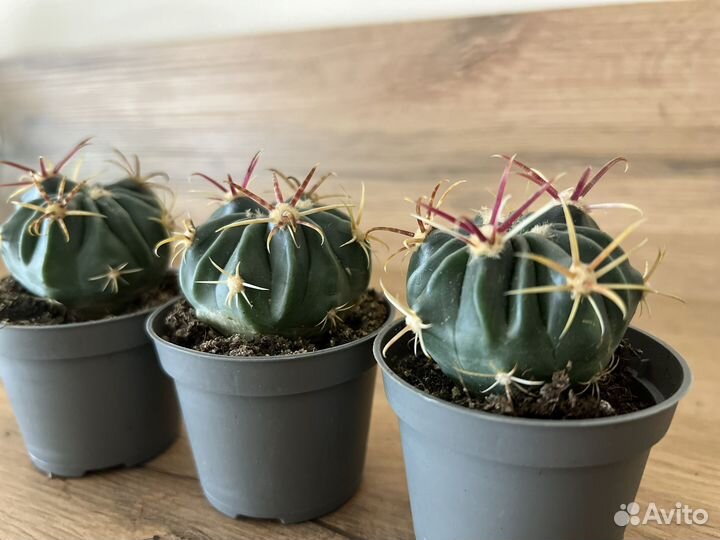 Суккуленты для флорариумов. Домашние цветы