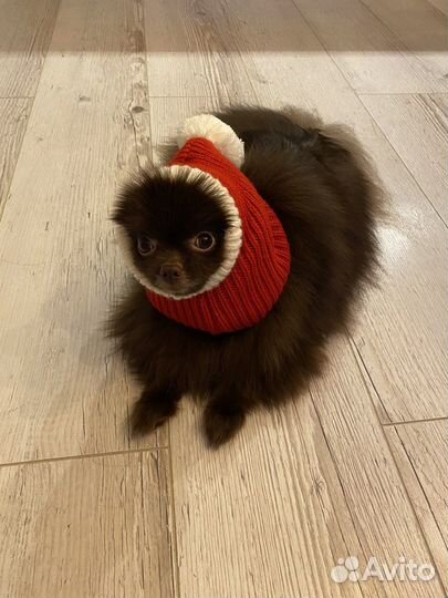 Шапка для собак