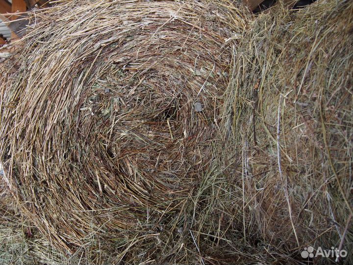 Продам сено в рулонах