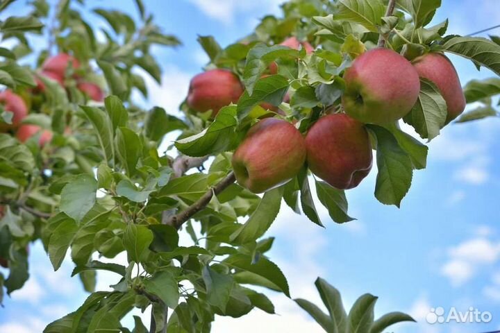 Саженцы колоновидной яблони Васюган