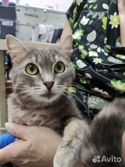 Кошечка в добрые руки