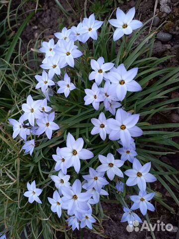 Ифейон луковицы