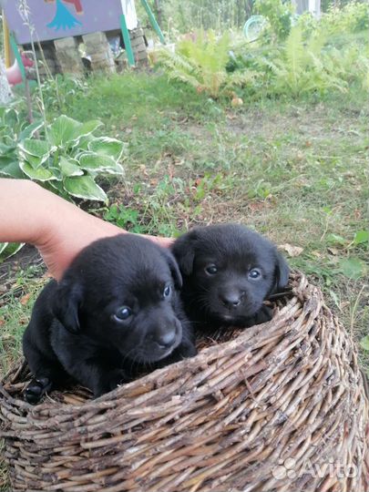 Собаки щенки бесплатно