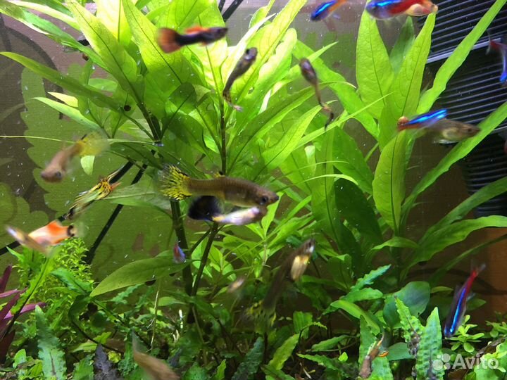 Растения для аквариума