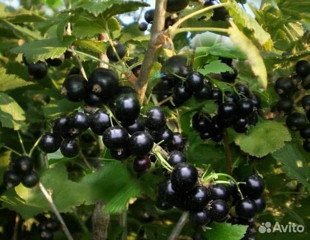 Крупная сладкая черная смородина