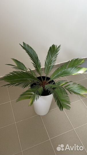 Пальма цикас