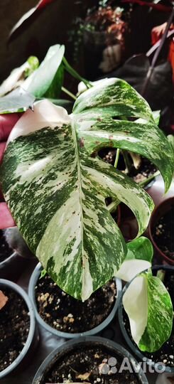 Монстера вариегатная alba