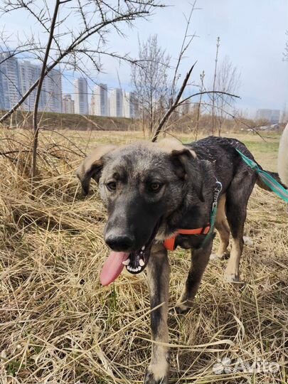 Стёпка ищет хозяина