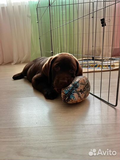 Щенки лабрадора шоколадные