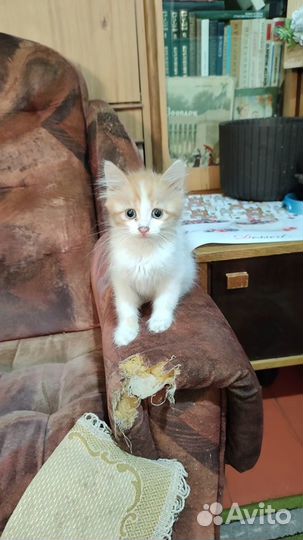Веселые котята в добрые руки