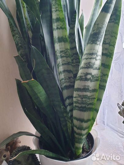 Сансевиерия