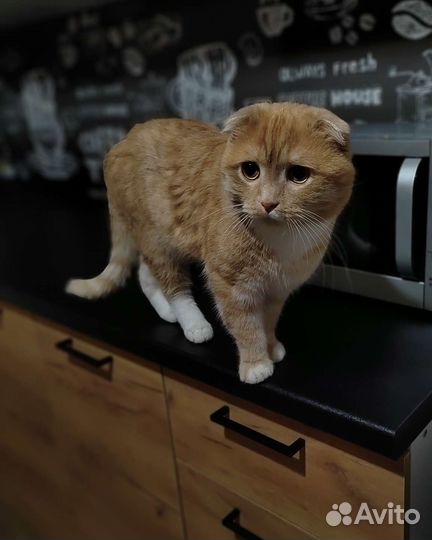 Вязка шотландский вислоухий кот