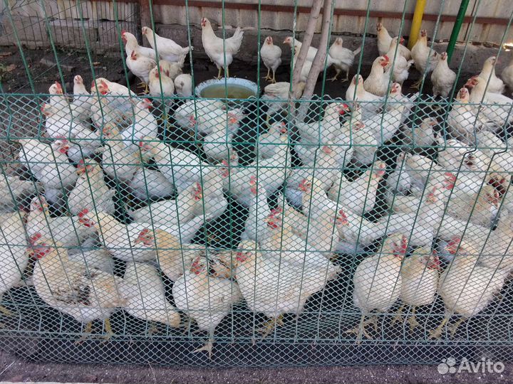 Молодые петушки, Ломан браун