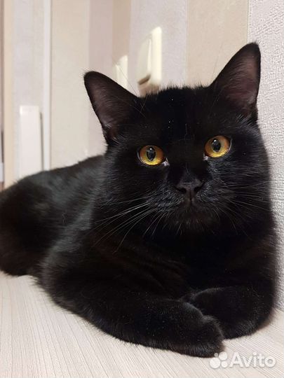 Британский черный кот 10мес Сёма привит домашний