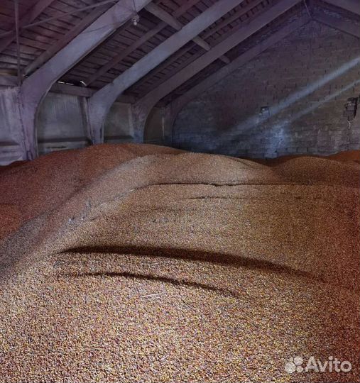 Фуражная кукуруза, Соя корма