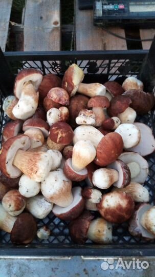 Грибы белые замороженные и маринованные