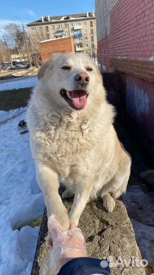 Собака в добрые руки