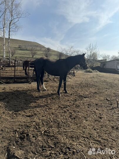 Лошадь жеребец