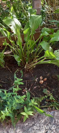 Хоста, многолетники