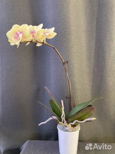 Орхидея фаленопсис биглип