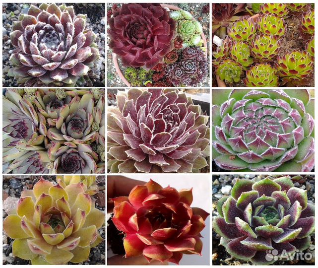 Красивые сорта молодило