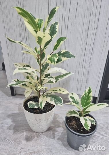 Фикус альбомаргината