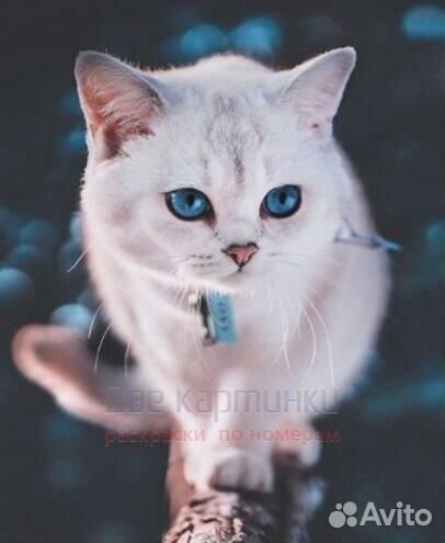 Картина по номерам 30x40 Белая кошечка с ошейником