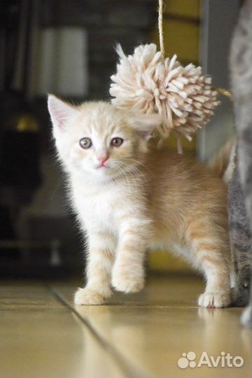 Котенок-мальчик, полтора месяца