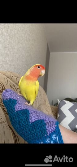 Попугаи неразлучники