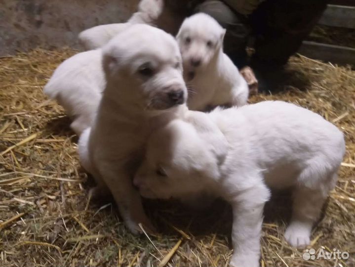 Щенки алабая