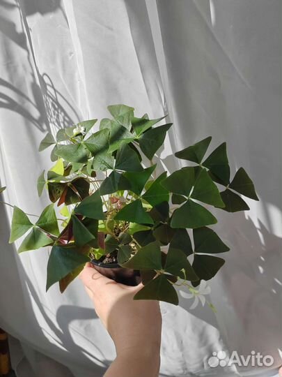 Оксалис кислица