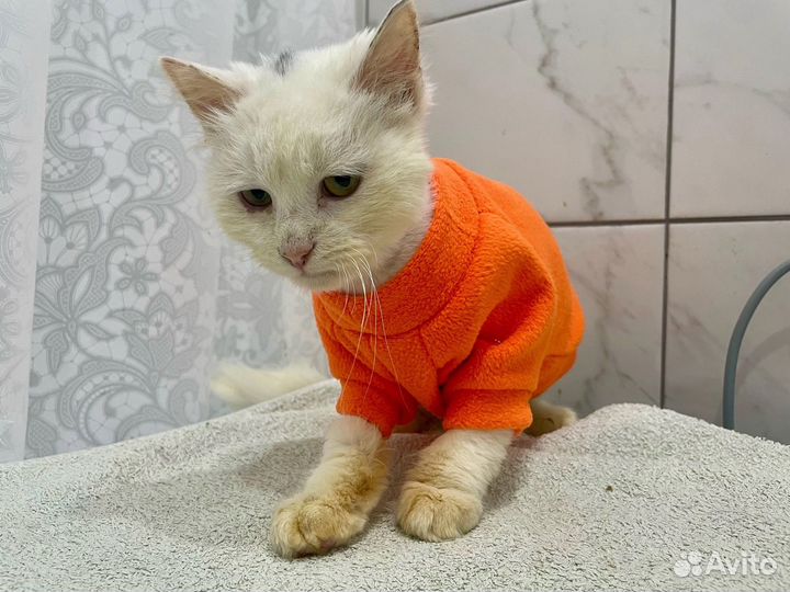 Котик ищет дом