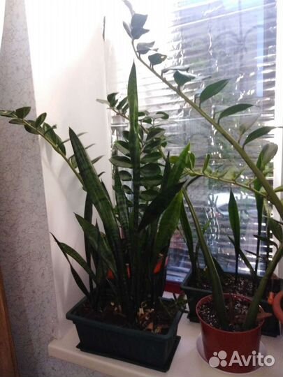 Сансевиерия