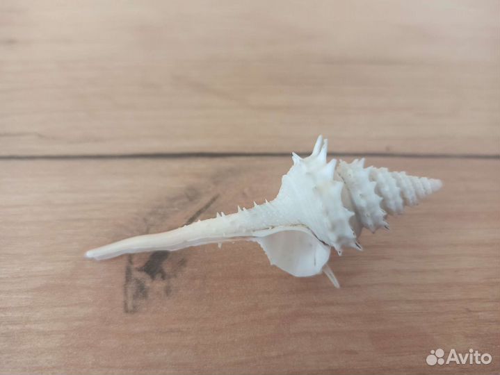 Морская раковина