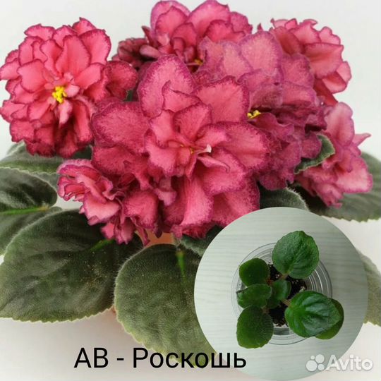 Фиалки сортовые детки, листы