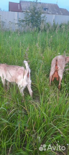 Козочка нуб-камори