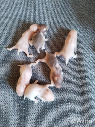 Сирийский хомяк бесплатно малыш