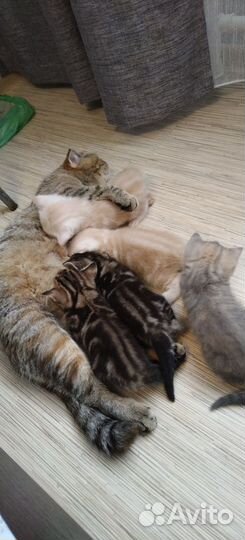 Шотландские котята