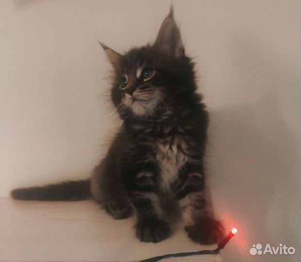 Котята мейн-кун